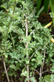 Salvia aurea RCP5-2014 238.JPG